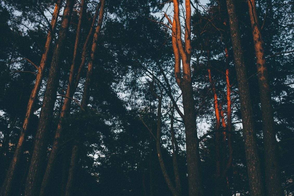 156-jl-fot-viabirdie