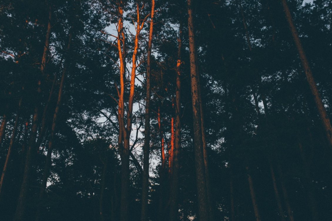 157-jl-fot-viabirdie