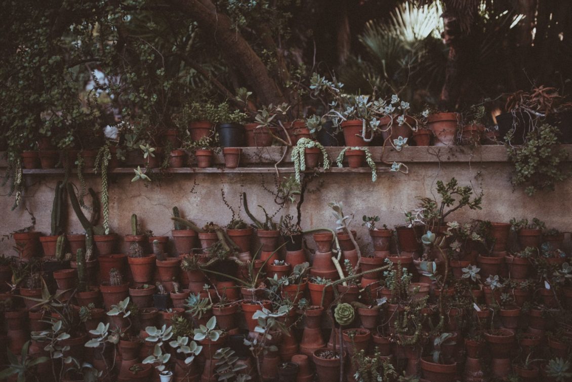 325-mr-fot-viabirdie