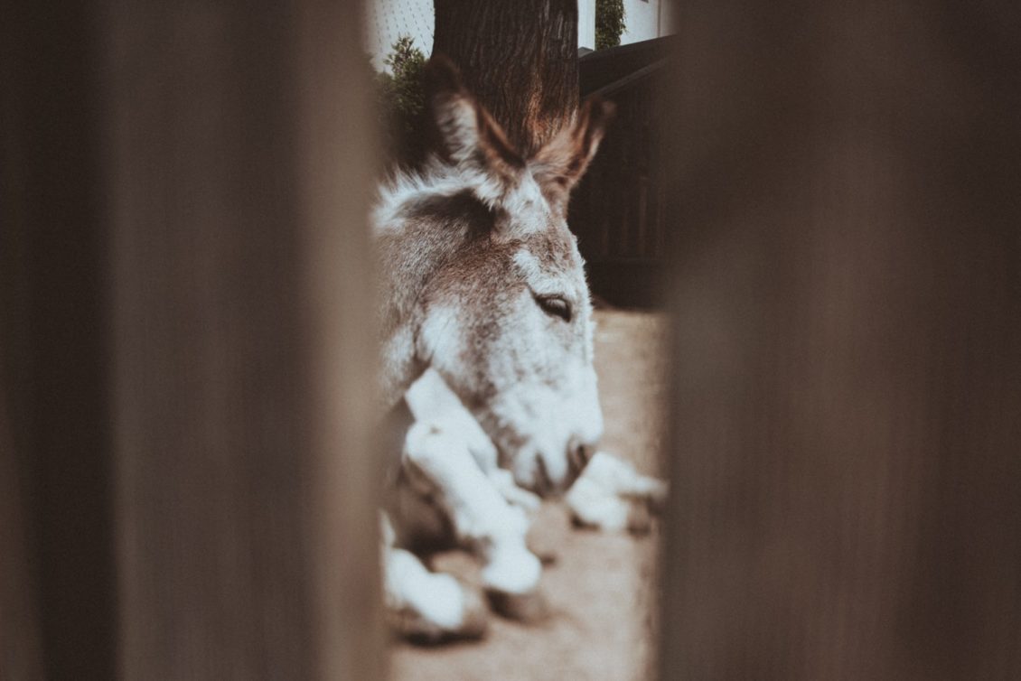 112-at-fot-viabirdie